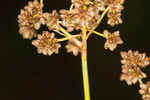 Georgia bulrush